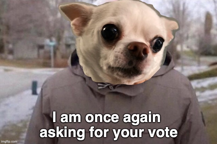 Image of the Bernie Sanders asking for your vote meme with the head of a chihuahua replacing Bernie's head