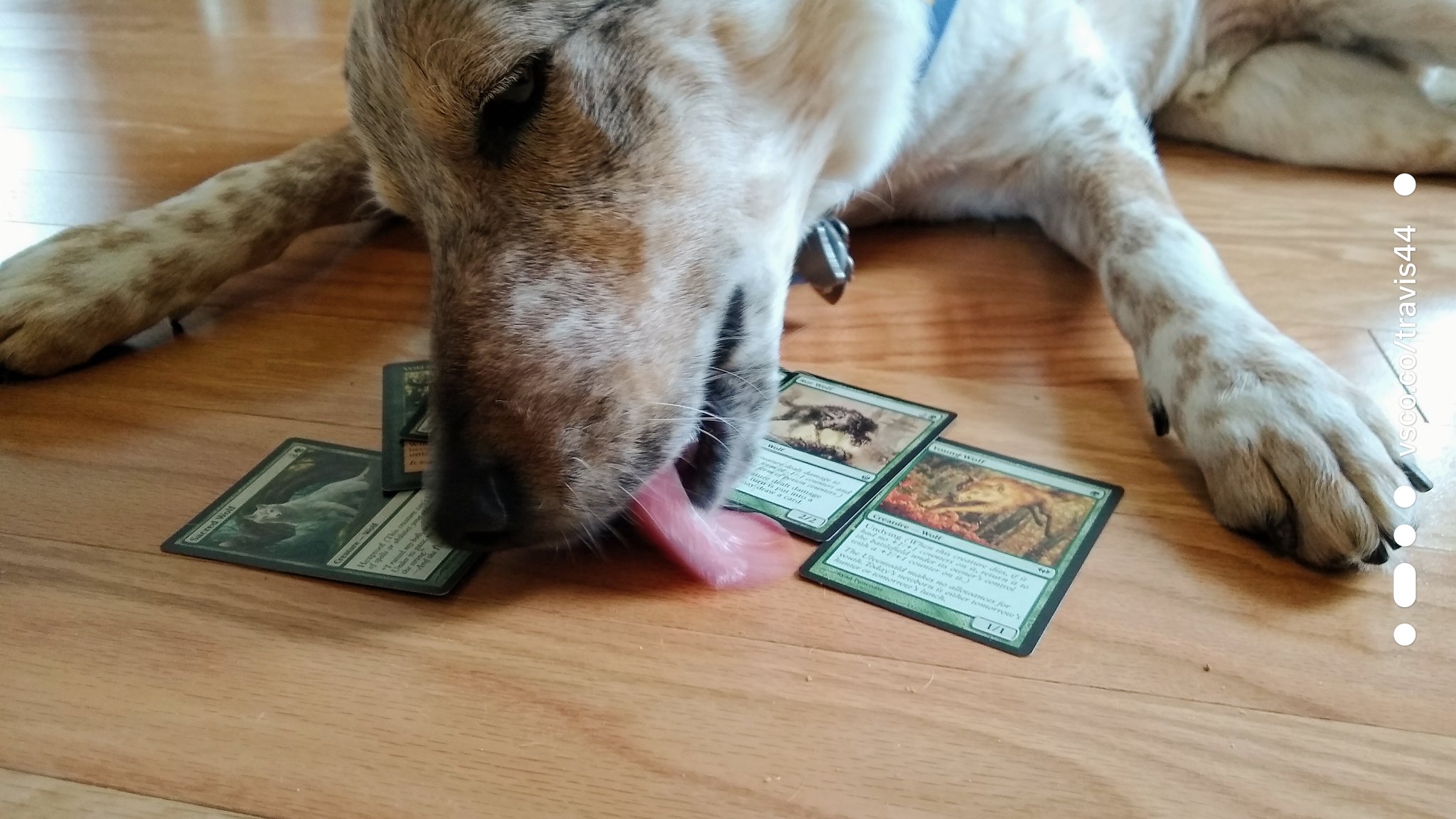Image of a dog licking the floor with some Magic cards strewn about